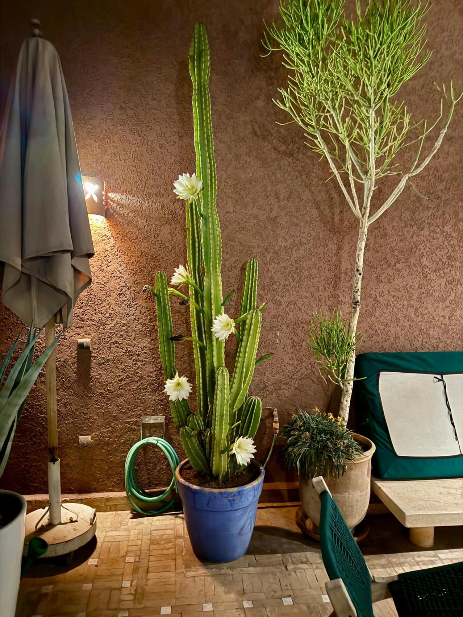 "Le 21", Exclusive Luxury Duplex 400M From Jemaa El Fna Place -Hammam-Jacuzzi-Koutoubia View-Roof Terrace -Speed Wifi マラケシュ エクステリア 写真